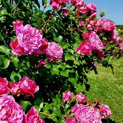 Саженцы роз ИНЕС САСТР плетистая  Саженцы роз ИНЕС САСТР плетистая в Белгороде