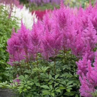 Астильба АМЕТИСТ Арендса  Астильба АМЕТИСТ Арендса в Белгороде
