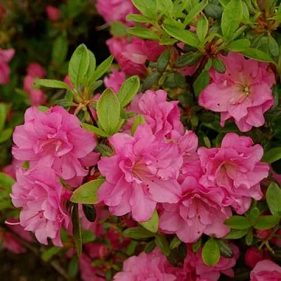 Азалия РОЗИНЕТТА японская  Азалия РОЗИНЕТТА японская в Белгороде