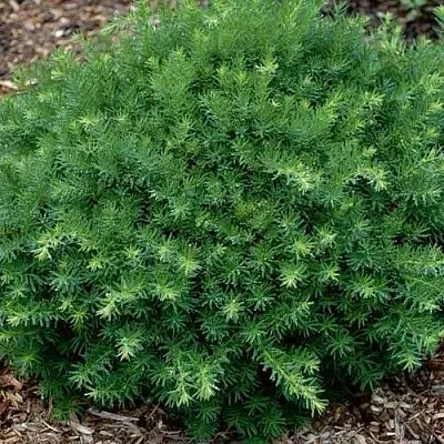 Тис ХИКСИ средний  Тис ХИКСИ средний в Белгороде