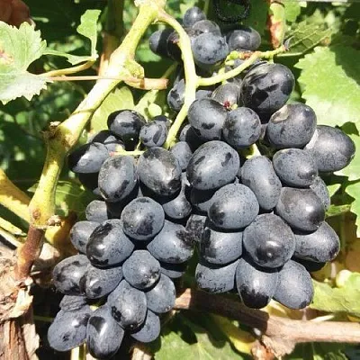 Виноград КИШМИШ АТТИКА  Виноград КИШМИШ АТТИКА в Белгороде