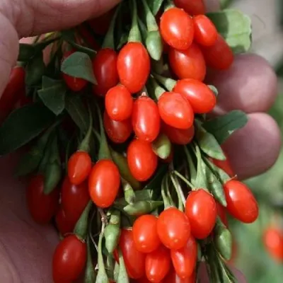 Годжи КОРЕАН БИГ — описание сорта Годжи КОРЕАН БИГ в Белгороде