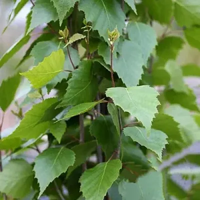 Береза ФАСТИГИАТА повислая   Береза ФАСТИГИАТА повислая  в Белгороде