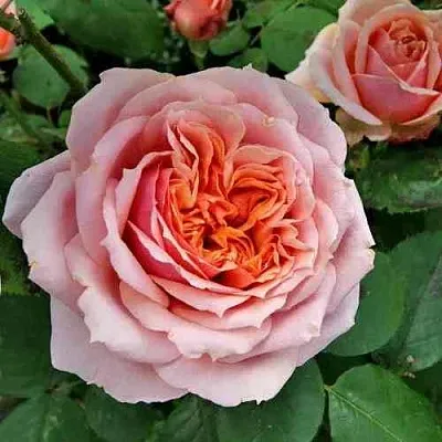 Саженцы роз ПОЛЬ БОКЮЗ шраб  Саженцы роз ПОЛЬ БОКЮЗ шраб в Белгороде