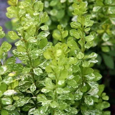 Барбарис ПАУ ВАУ тунберга  Барбарис ПАУ ВАУ тунберга в Белгороде