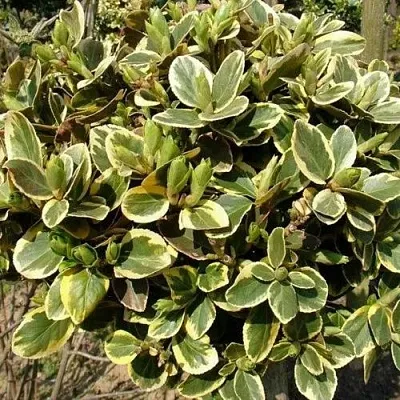 Бересклет КАНАДЕЙЛ ГОЛД   Бересклет КАНАДЕЙЛ ГОЛД  в Белгороде