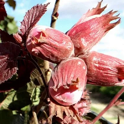 Фундук АЛЫЙ ПАРУС в Белгороде