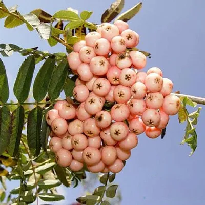 Рябина ПИНК ВЕЙЛ  Рябина ПИНК ВЕЙЛ в Белгороде