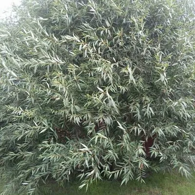 Ива СЕРЕБРИСТАЯ  Ива СЕРЕБРИСТАЯ в Белгороде