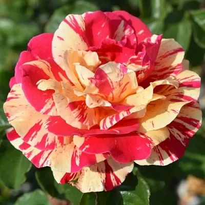 Саженцы роз ВАНИЛЛА ФРАЙЗ плетистая  Саженцы роз ВАНИЛЛА ФРАЙЗ плетистая в Белгороде