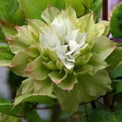 Клематис СЕН-НО-КЕЙЗ  Клематис СЕН-НО-КЕЙЗ в Белгороде