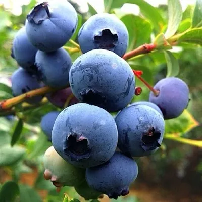 Голубика ДЮК  Голубика ДЮК в Белгороде