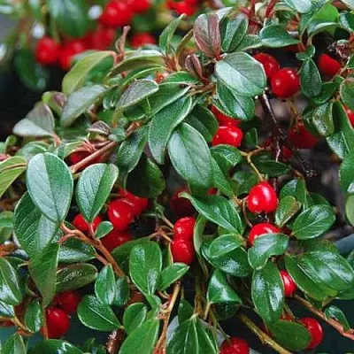 Кизильник Даммера  Кизильник Даммера в Белгороде