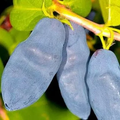 Жимолость съедобная ДЛИННОПЛОДНАЯ в Белгороде