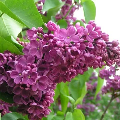 Сирень ДЕНЬ ПОБЕДЫ  Сирень ДЕНЬ ПОБЕДЫ в Белгороде