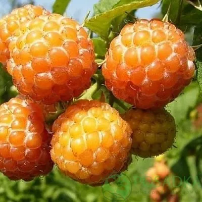 Малина КУМБЕРЛЕНД желтая  Малина КУМБЕРЛЕНД желтая в Белгороде