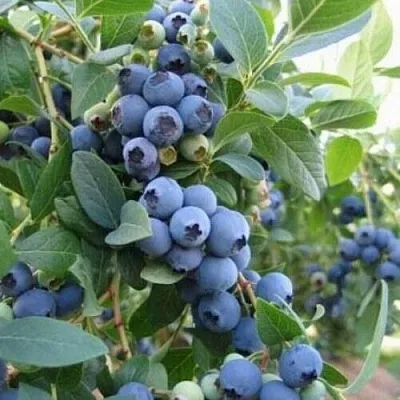 Голубика ЭЛЛИОТ  Голубика ЭЛЛИОТ в Белгороде