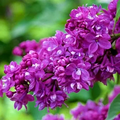 Сирень ОГНИ ДОНБАССА  Сирень ОГНИ ДОНБАССА в Белгороде