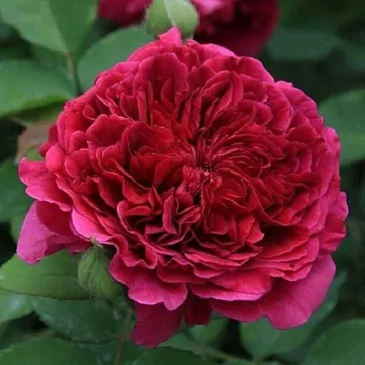 Саженцы роз ТЕСС ОФ ЗЕ ДЭРБЕРВИЛЛЬ английская  Саженцы роз ТЕСС ОФ ЗЕ ДЭРБЕРВИЛЛЬ английская в Белгороде