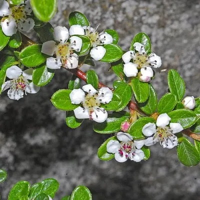 Кизильник ТАНГСТЕДТ горизонтальный   Кизильник ТАНГСТЕДТ горизонтальный  в Белгороде