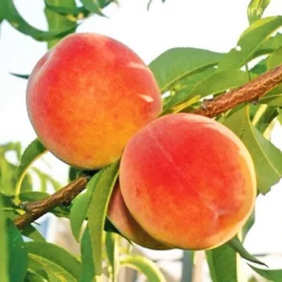 Персик ОНТАРИО — описание сорта Персик ОНТАРИО в Белгороде