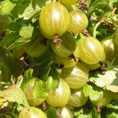 Крыжовник БЕЛОРУСCКИЙ САХАРНЫЙ 2 — описание сорта Крыжовник БЕЛОРУСCКИЙ САХАРНЫЙ 2 в Белгороде