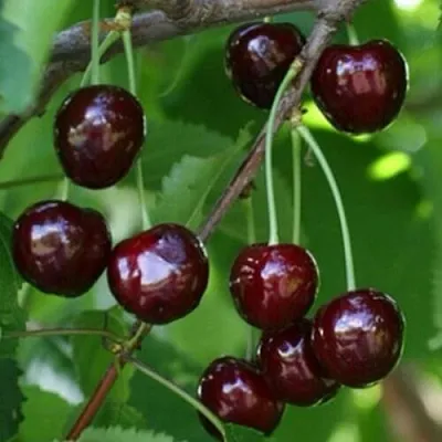 Черешня НАРОДНАЯ  Черешня НАРОДНАЯ в Белгороде