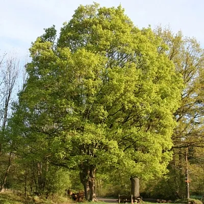 Клен полевой  Клен полевой в Белгороде