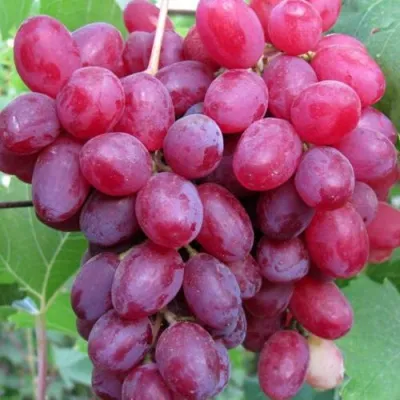 Виноград КИШМИШ ВЕЛЕС в Белгороде