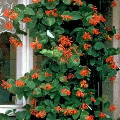 Жимолость ДРОМПОР СКАРЛЕТТ брауна в Белгороде