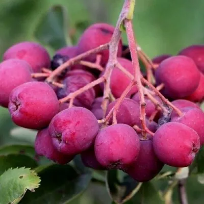 Рябина ДЕСЕРТНАЯ МИЧУРИНА сладкоплодная — описание сорта Рябина ДЕСЕРТНАЯ МИЧУРИНА сладкоплодная в Белгороде