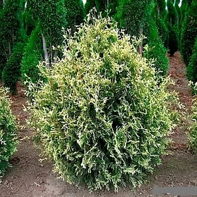 Туя ГОЛД ПЕРЛ западная в Белгороде