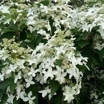 Гортензия МЭДЖИКАЛ СТАРЛАЙТ метельчатая  Гортензия МЭДЖИКАЛ СТАРЛАЙТ метельчатая в Белгороде