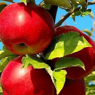 Зимние сорта  Зимние сорта в Белгороде