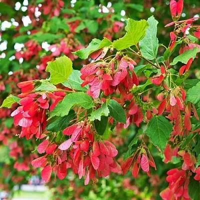 Клен татарский  Клен татарский в Белгороде