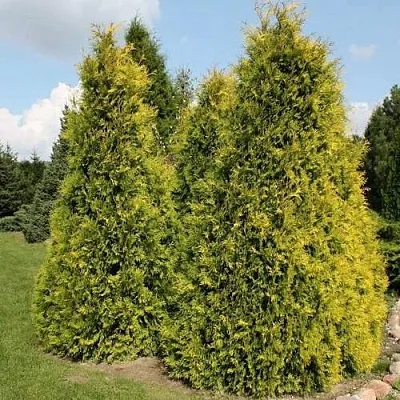 Туя АУРЕОСПИКАТА западная  Туя АУРЕОСПИКАТА западная в Белгороде