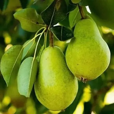 Груша СЕВЕРЯНКА колонновидная  Груша СЕВЕРЯНКА колонновидная в Белгороде