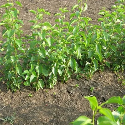 Подвой вишни АНТИПКА  Подвой вишни АНТИПКА в Белгороде