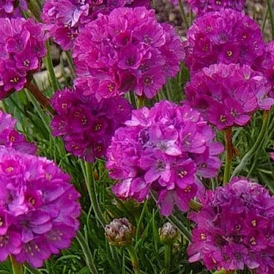 Армерия МОНИНГ СТАР ДИП РОУЗ  Армерия МОНИНГ СТАР ДИП РОУЗ в Белгороде