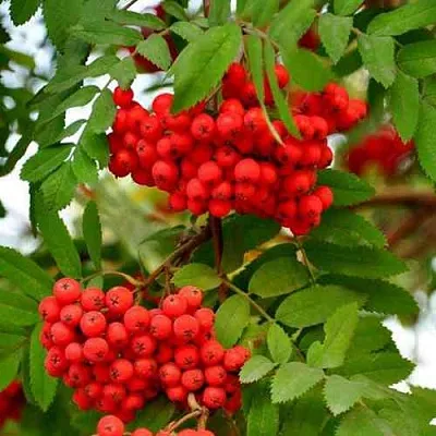 Рябина ОБЫКНОВЕННАЯ  Рябина ОБЫКНОВЕННАЯ в Белгороде