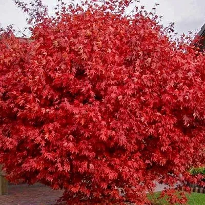 Клен гиннала   Клен гиннала  в Белгороде