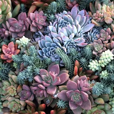 Суккуленты  Суккуленты в Белгороде