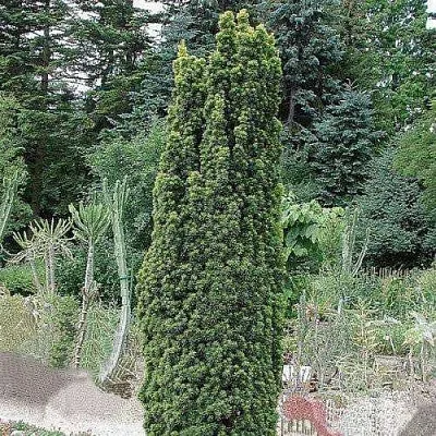 Тис ФАСТИГИАТА РОБУСТА  ягодный   Тис ФАСТИГИАТА РОБУСТА  ягодный  в Белгороде