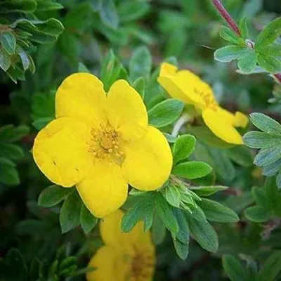 Лапчатка ГОЛДСТАР кустарниковая — описание сорта Лапчатка ГОЛДСТАР кустарниковая в Белгороде
