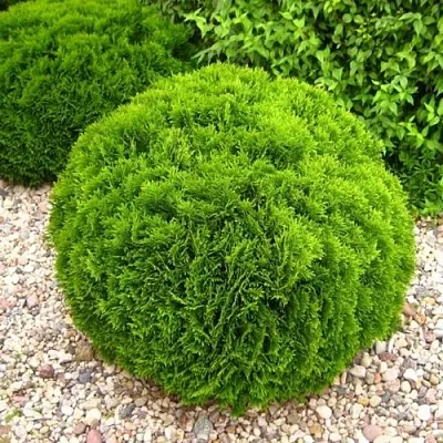 Туя ДАНИКА западная  Туя ДАНИКА западная в Белгороде