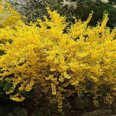 Форзиция ГОЛДЗАУБЕР средняя  Форзиция ГОЛДЗАУБЕР средняя в Белгороде