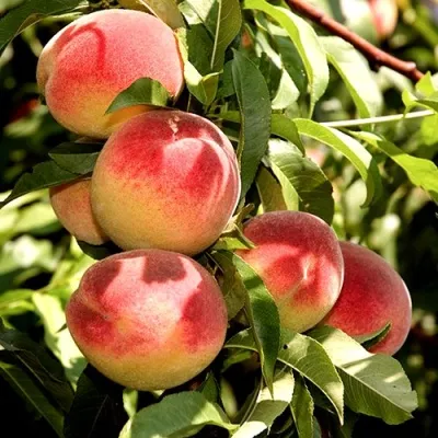 Персик НОВОСЕЛКОВСКИЙ — описание сорта Персик НОВОСЕЛКОВСКИЙ в Белгороде