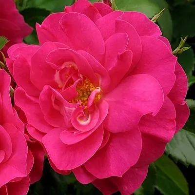 Саженцы роз ДЖОРДЖ ВАНКУВЕР флорибунда в Белгороде