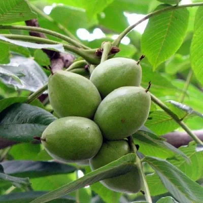 Орех маньчжурский МИЧУРИНЕЦ  Орех маньчжурский МИЧУРИНЕЦ в Белгороде