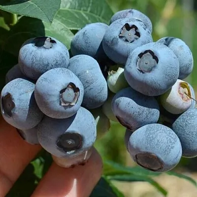 Голубика НЕЛЬСОН  Голубика НЕЛЬСОН в Белгороде